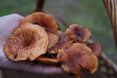 В Крыму 1 января ведрами собирают грибы