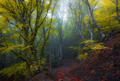 В Крымских лесах появятся новые места для отдыха