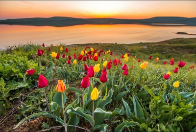 Необычные дикие тюльпаны расцвели в Крыму