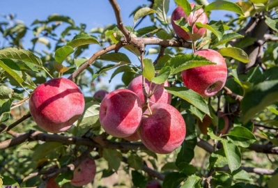 В Республике Крым стартовал сбор яблок