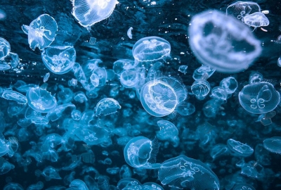Медузы у берегов Крыма