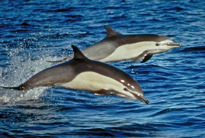Почему дельфины в Крыму близко подплывают к людям
