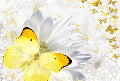 В Судаке проходит благотворительная акция «Белый цветок»