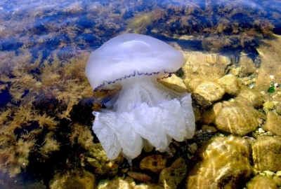 Опасности крымского пляжа: рыбы с шипами и медузы