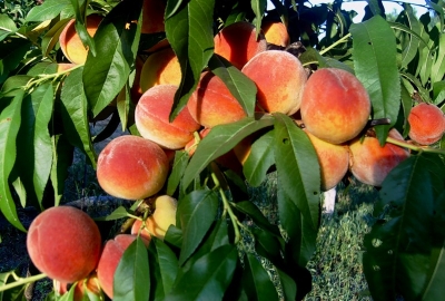 В Республике Крым стартовала уборочная кампания персиков