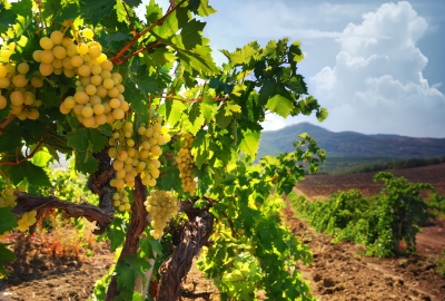 Крым обещают засадить виноградниками